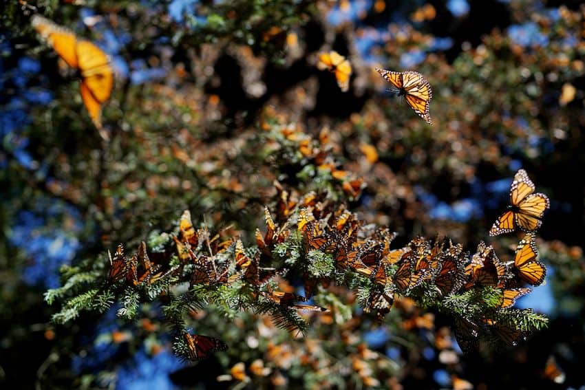 Monarch butterflies migrate to Mexico's fir forests every winter, where they are protected from rain and frost.