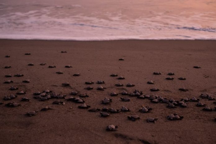 Sea turtle hatchlings on a beach